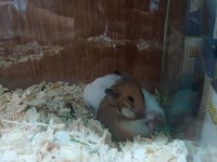HAMSTER LAR GELDİ