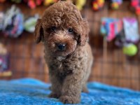 Her eve uygun poodle bebekler
