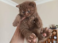 Cinnamon Bicolor British Shorthair