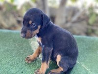 A Kalite doberman yavrularım