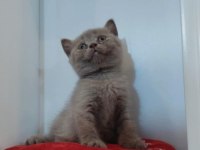 Sevimli british shorthair yavrularımız yeni yuvasını arıyor
