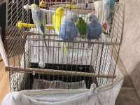 6 adet karışık cinsiyet muhabbet kuşu