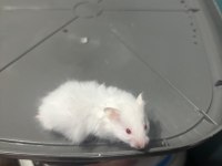 Uzun tüylü suriye hamsterları yeni sahiplerini bekliyor