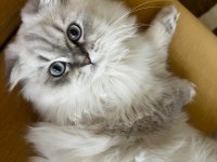 British longhair top kafa mavi gözlü dişi kedim