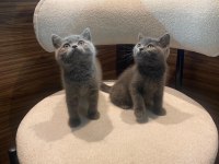 British Shorthair - British longhair