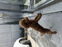 Sahibinden 4 aylık poodle