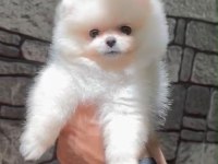 TEDDY POMERANİAN BOO