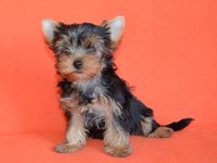 Mini erkek yavru yorkshire terrier