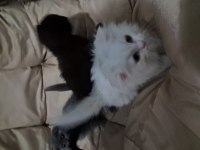 Tatlı scottish fold kardeşler sahiplerini bekliyor
