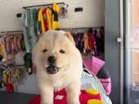 55 Günlük Dişi Chow Chow