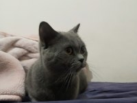 Erkek British Shorthair Kısırlaştırılmadı 1 Yaşında