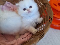 British longhair by1133 dişi