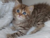 Golden ve british longhair
