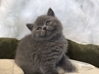 Scottish Fold ve British Shorthair Yavrular