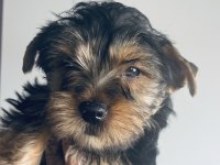 Safkan erkek yorkshire terrier