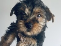 Safkan erkek yorkshire terrier