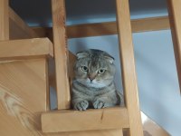 Çok uysal ve sakin scottish fold