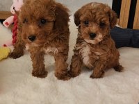 Maltipoo Yavrularımız