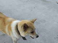 Akita japon akıllı köpeği sadik ve savunmacı