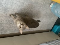Kırma kedi anne ve yavruları için yuva arıyorum
