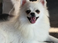 Kar beyazı spitz