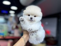 Şecereli Pomeranian Bebekler
