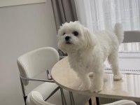 8 aylık erkek maltese kore