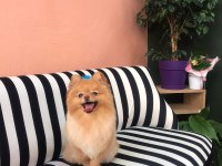 Tarçın’a yeni yuva arıyoruz pomeranian boo