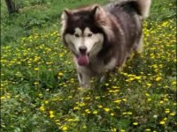 Alaska kurdu ( malamut ) yavruları