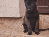 Eğitime yatkın Belçika kurdu yavruları