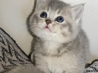 Rezerve Açık Scottish Fold
