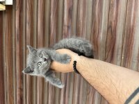 Ayı surat ponçik scottish fold