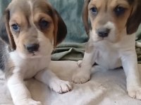 Sağlıklı Beagle Yavrularımız