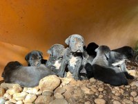 Sağlık Ve Irk Garantili Cane Corso Yavrularımız 
