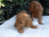En tatlı poodle cinsi yavrularımız