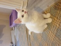 Harika Güzellikte Bembeyaz British Shorthair Yavrular