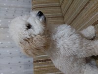 Minyatür Poodle