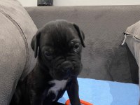 Irkının en iyisi cane corso yavrular kapıda ödeme mevcut