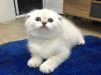 Miya yeni sıcak yuva Arıyor