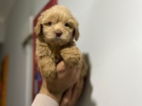 Maltipoo Adrese Teslim, Kapıda Ödeme Yapabilirsiniz