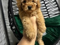 Safkan toy poodle yavru
