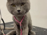 Sakin british shorthair kedimiz mars