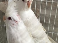 YAVRU SULTAN PAPAĞANLARI EVCİL 35 GÜNLÜK