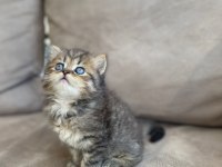 British Shorthair Kardeşler