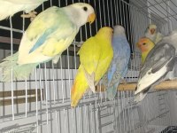 SEVDA PAPAĞANI YENİ YEME DÜŞMÜŞ
