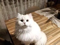British longhair ny1133
