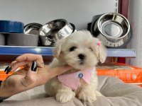 2 aylık maltese terrier yavruları