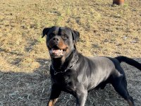 Grand Türkiye Şampiyonu Yavruları Rottweiler