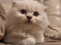 2 aylık scottish fold longhair blue point