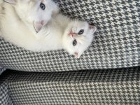 Safkan british shorthair bebişler sahibini arıyor